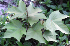 Pterospermum heterophyllum