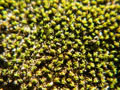 Trichostomum brachydontium