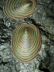Atalacmea fragilis