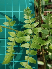 Dryopteris sacrosancta
