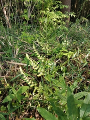 Dryopteris sacrosancta