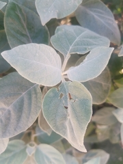 Barleria albostellata