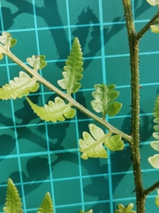 Dryopteris sacrosancta