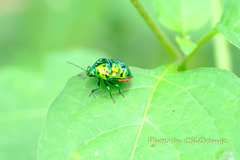 Lamprocoris lateralis
