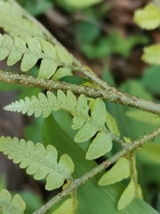 Dryopteris sacrosancta