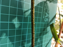 Dryopteris sacrosancta