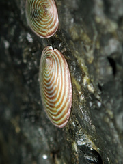 Atalacmea fragilis
