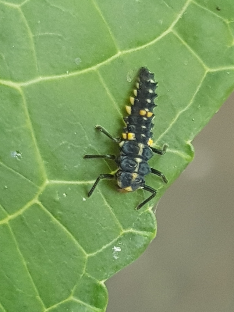 Tasmanian Ladybird