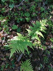 Dryopteris sacrosancta
