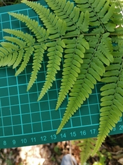 Dryopteris sacrosancta