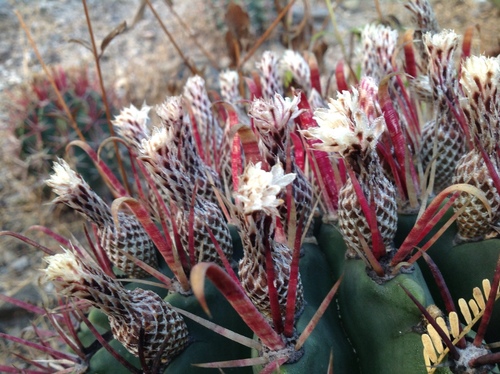 Ferocactus recurvus
