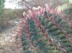 Ferocactus recurvus recurvus