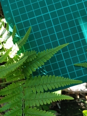 Dryopteris sacrosancta