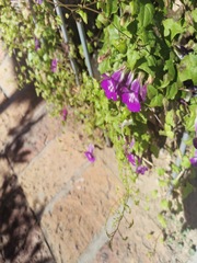 Maurandya antirrhiniflora