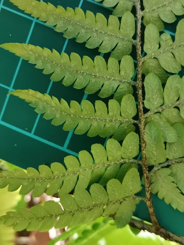 Image of Dryopteris sacrosancta by (c) harum.koh, some rights reserved (CC BY-SA)