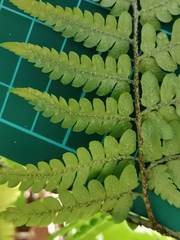 Dryopteris sacrosancta