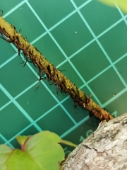 Dryopteris sacrosancta