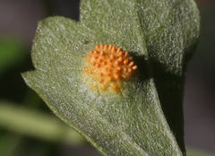 Puccinia clematidis