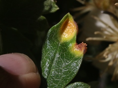 Puccinia clematidis