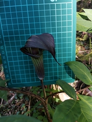 Arisaema serratum
