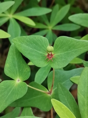 Euphorbia sieboldiana