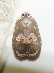 Cnesteboda celligera