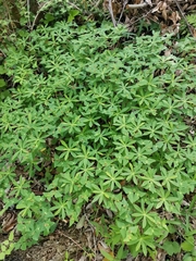 Euphorbia sieboldiana