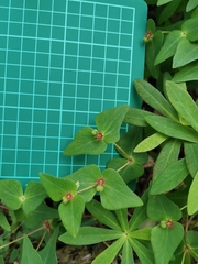 Euphorbia sieboldiana