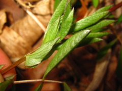 Vicia unijuga