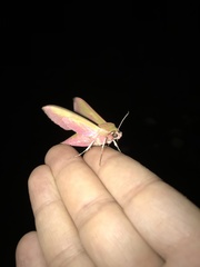 Deilephila elpenor