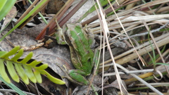 Gastrotheca