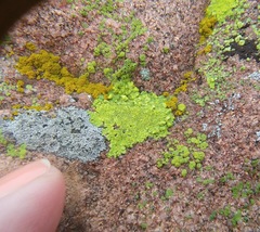 Lecanora oreinoides