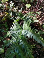 Dryopteris pacifica