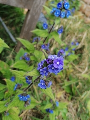 Pentaglottis sempervirens