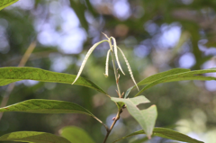 Lithocarpus elizabethae