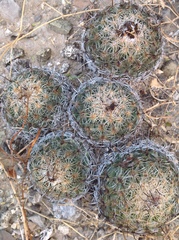 Coryphantha pallida