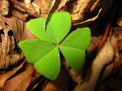 Oxalis obtriangulata