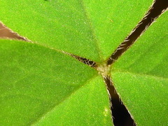 Oxalis obtriangulata