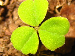 Oxalis obtriangulata