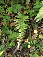 Amauropelta angustifrons