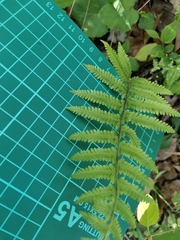 Amauropelta angustifrons