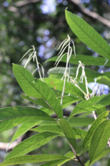 Lithocarpus elizabethae