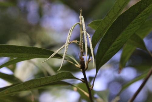 Lithocarpus elizabethiae