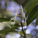 Lithocarpus elizabethae - Photo no rights reserved