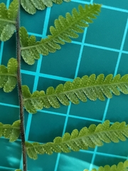 Amauropelta angustifrons