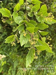 Premna microphylla
