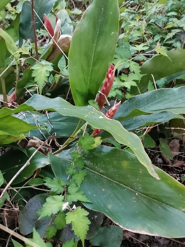 Image of Alpinia japonica by (c) harum.koh, some rights reserved (CC BY-SA)