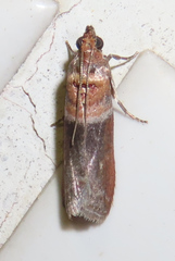 Ptyomaxia swinhoeella