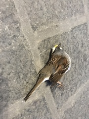 Zonotrichia albicollis