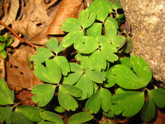 Anemonoides raddeana